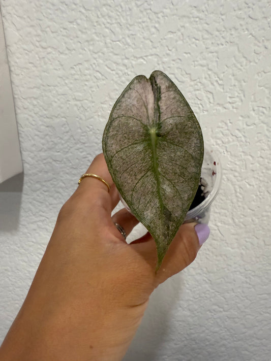 Alocasia Pink Dragon silver