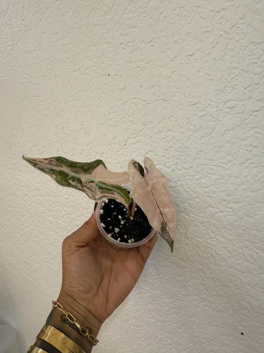 Alocasia Pink Nobilis “K version”