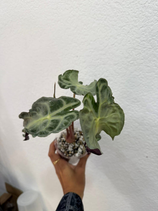 Alocasia Venom Mom