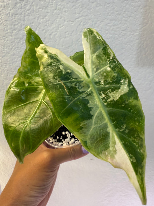 Alocasia Pink Dragon Albo Mom