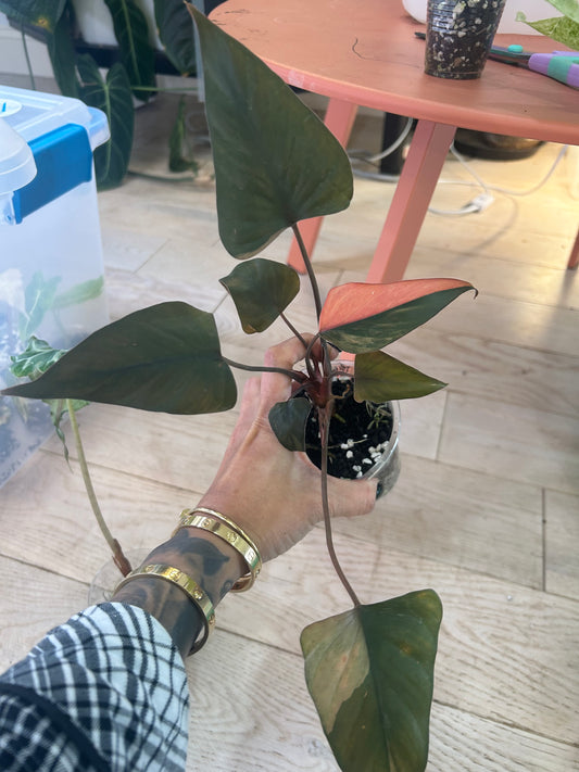 Pink diamond homalomena