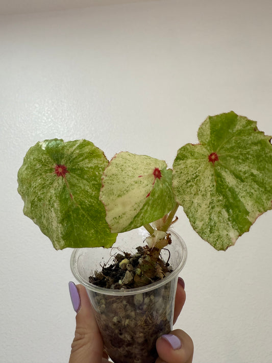 Begonia Rogue Variegated