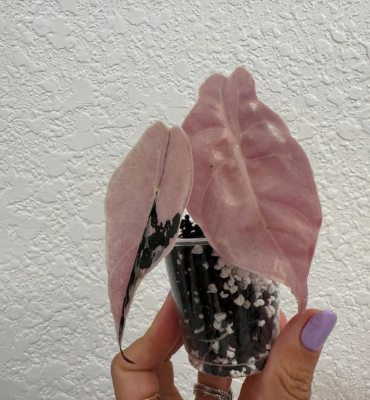 Pink chantrieri