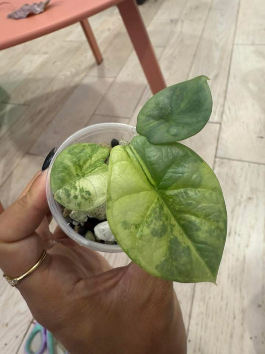 Alocasia silver dragon aurea