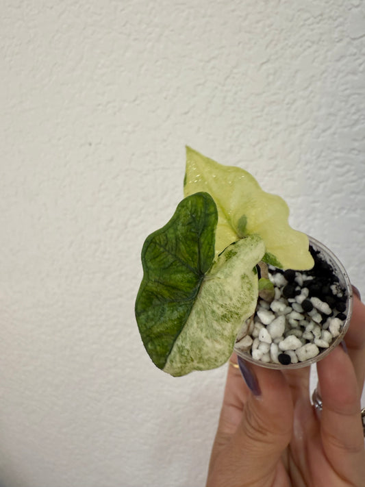 Alocasia tandurusa “mystic”