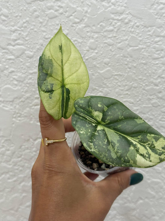 Alocasia Silver dragon Mint/Aurea