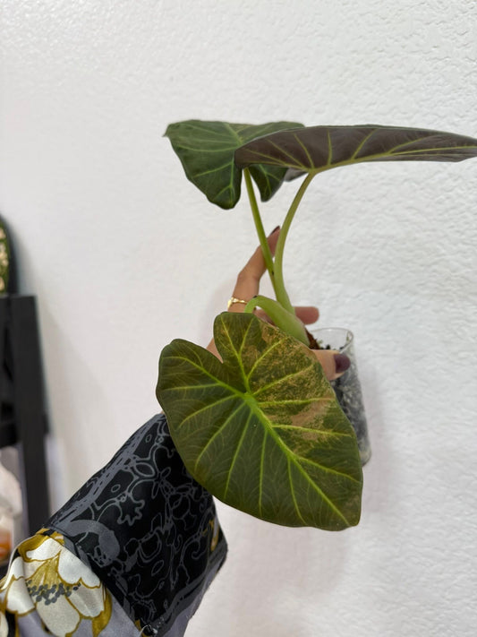 Alocasia Regal Shield Aurea “low variegation