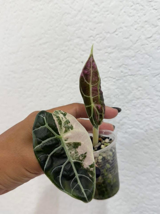 Alocasia pink Watsonia Doff
