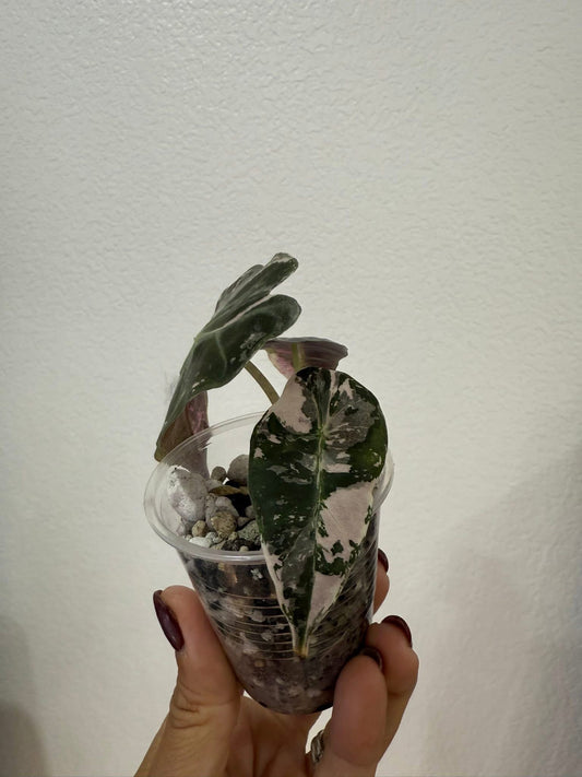 Alocasia pink Thai Amazonica