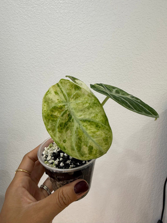 Alocasia tricolor Ninja splash mom