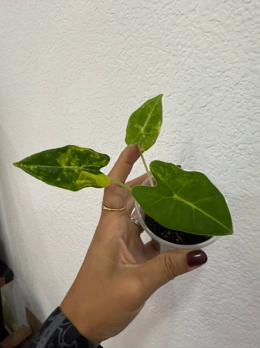 Alocasia Frydek “Green on Green”