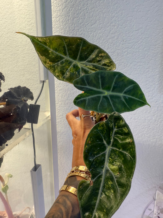 Alocasia Watsonia Aurea
