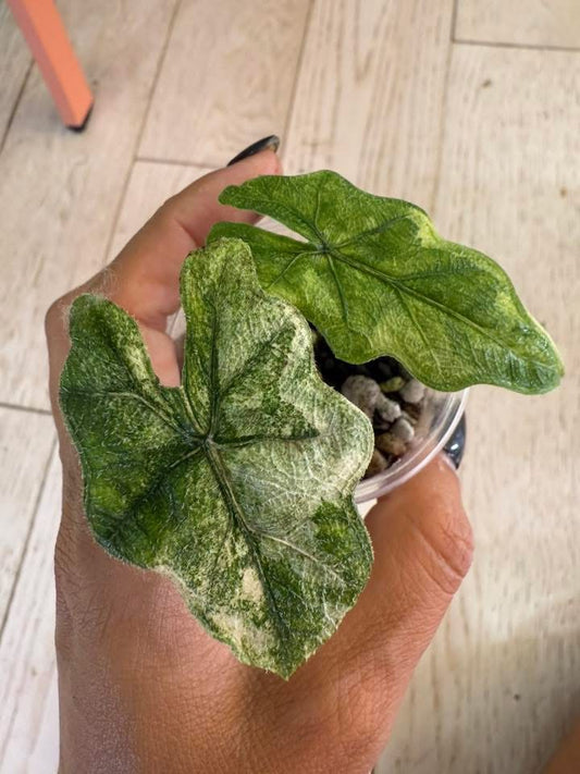 Alocasia Tandurusa Jacklyn mystic