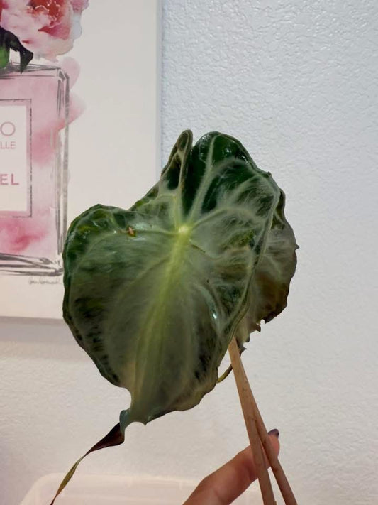 Alocasia Venom