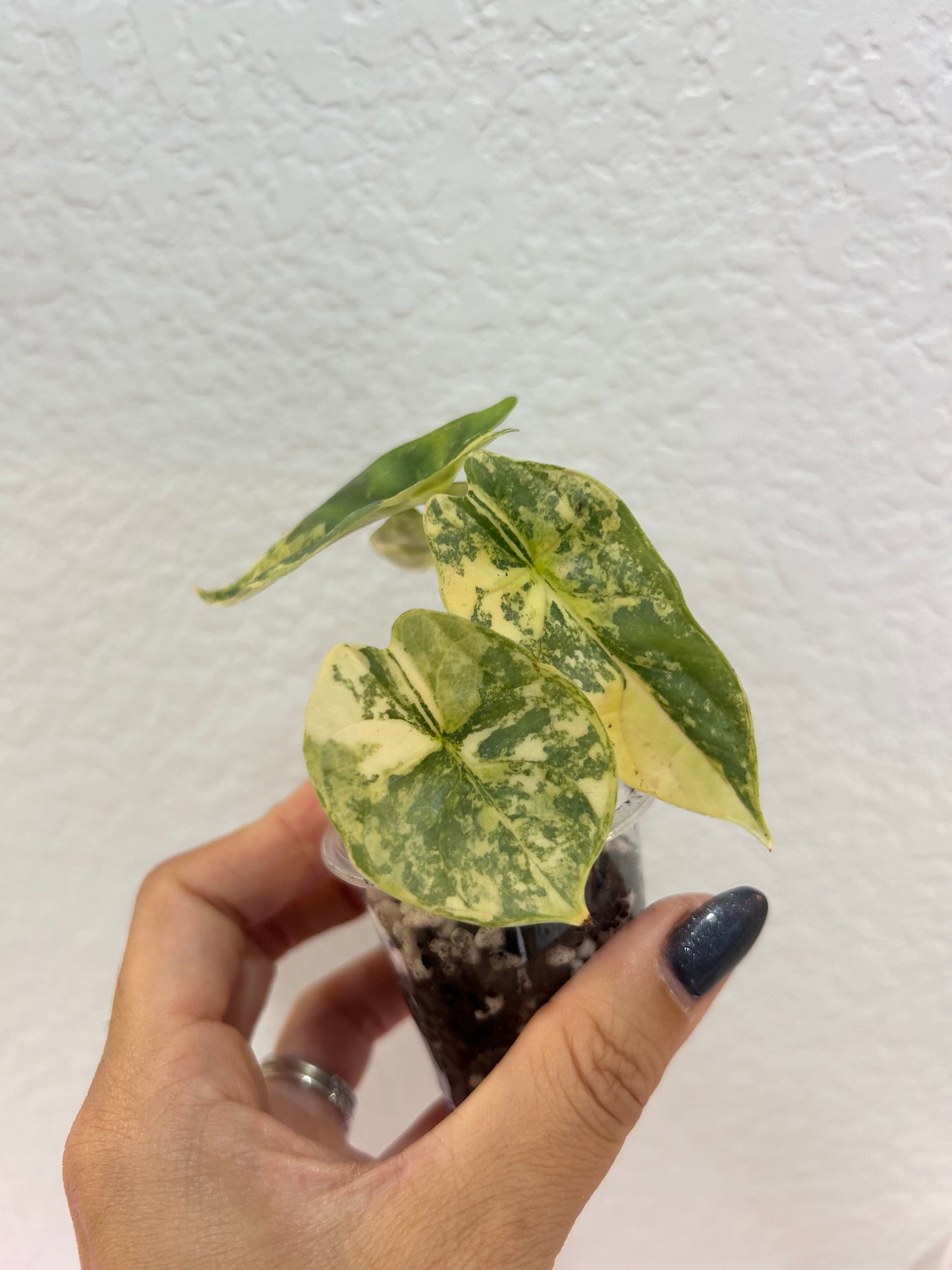 Aurea silver dragon Alocasia