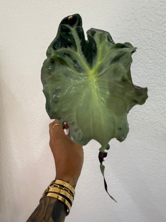 Alocasia Venom