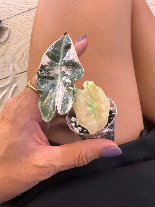 Alocasia Pink Amazonica Thai