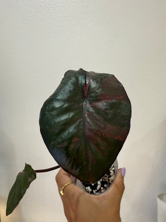 Alocasia Serendipity