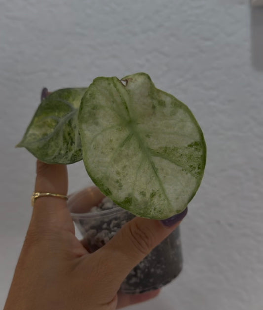 Alocasia Ninja splash tricolor