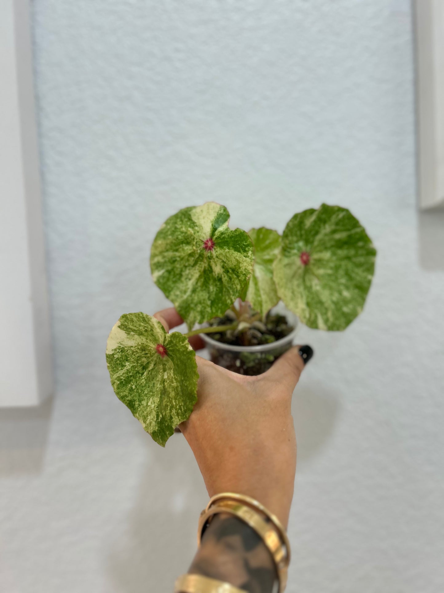 Begonia Rouge Var.