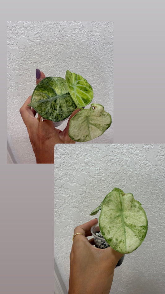 Alocasia ninja tricolor