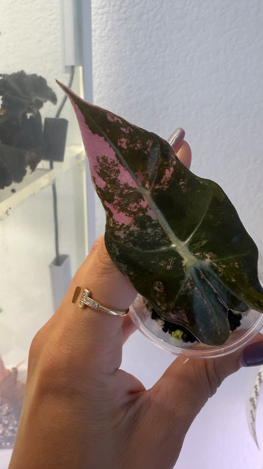 Alocasia Amazonica Pink Thai