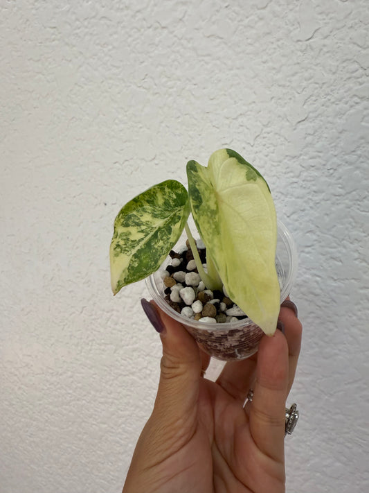 Alocasia Silver Dragon Aurea