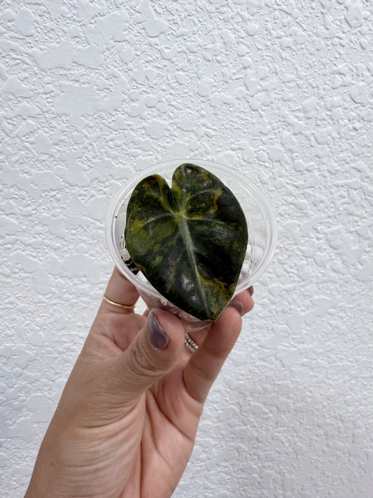 Alocasia Balloon Heart Aurea