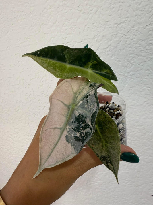 Alocasia Tricolor Amazonica Thai