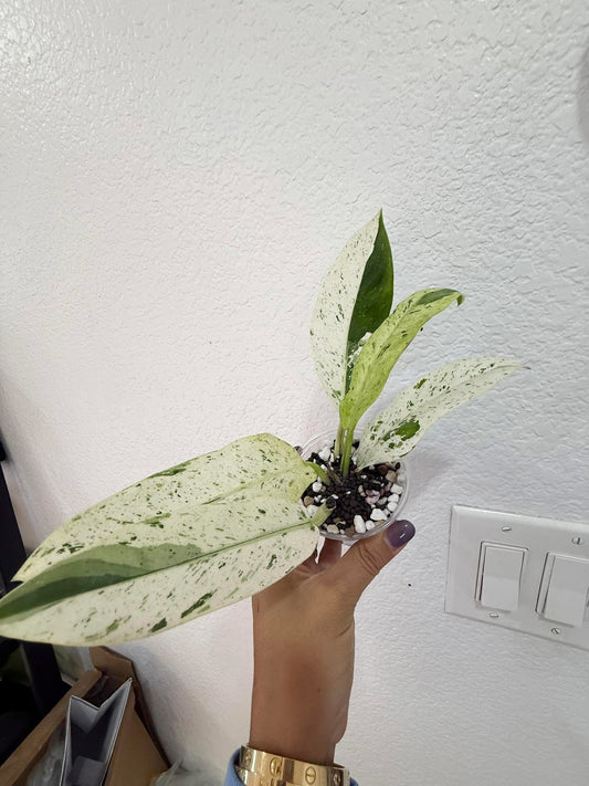 Philodendron Orlando Var