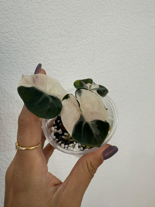 Alocasia Pink Balloon Heart