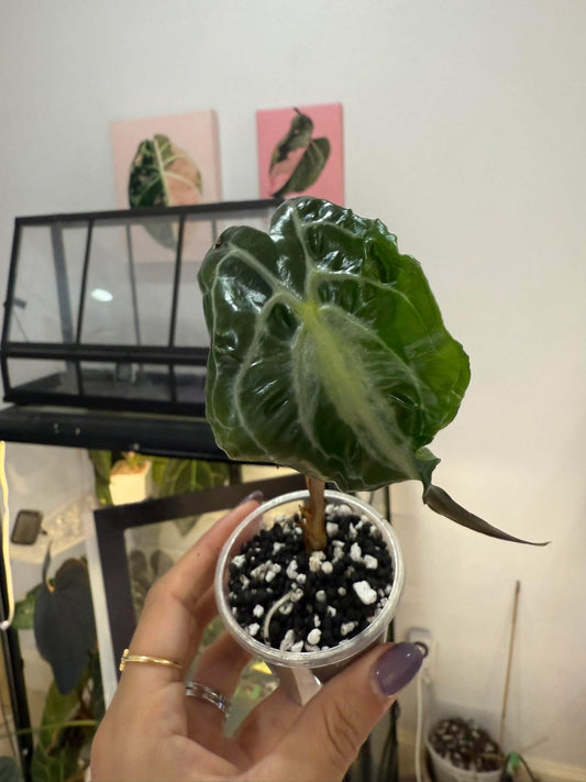Alocasia venom
