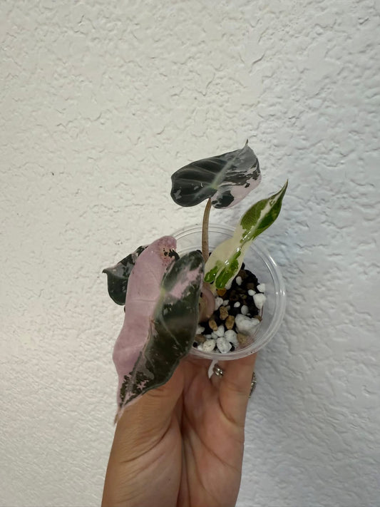 Alocasia pink bambino