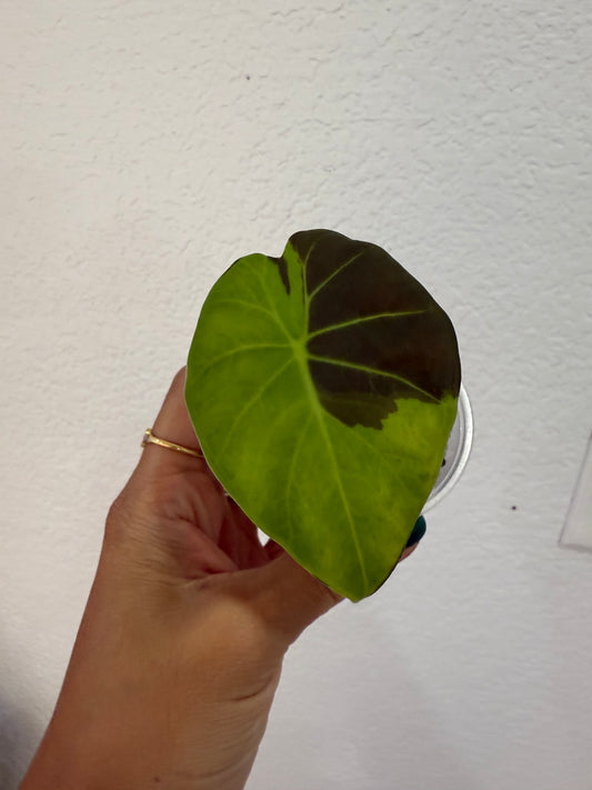 Alocasia Regal shield. Green on green