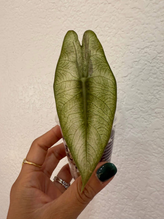 Alocasia Pink Dragon silver