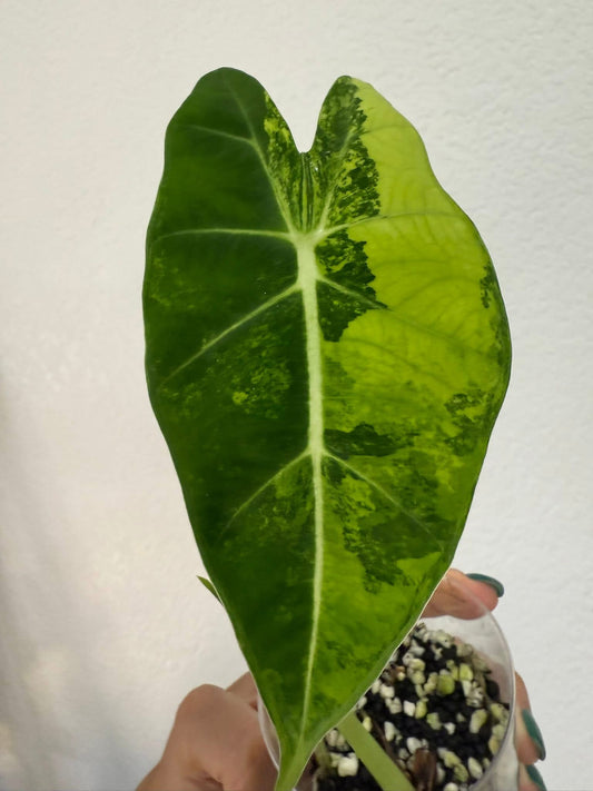 Alocasia GOG Frydek
