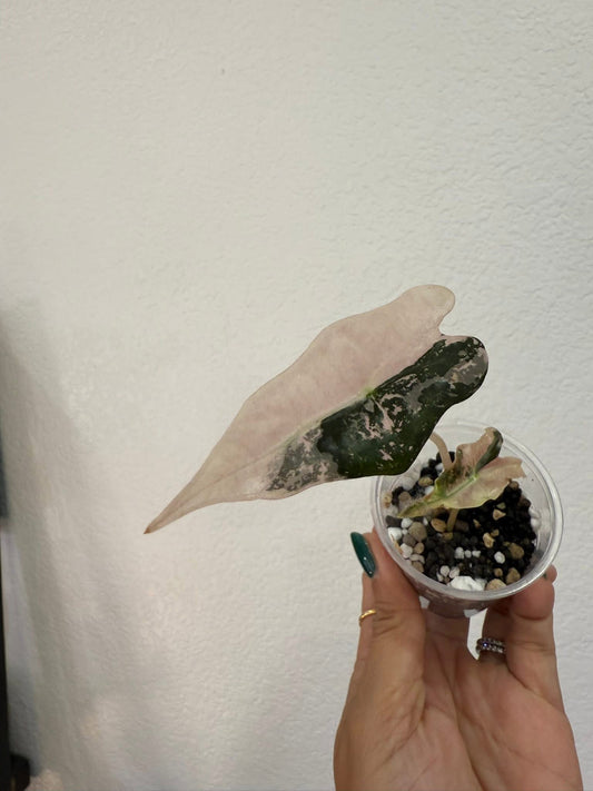 Alocasia Pink Sanderiana Nobilis K