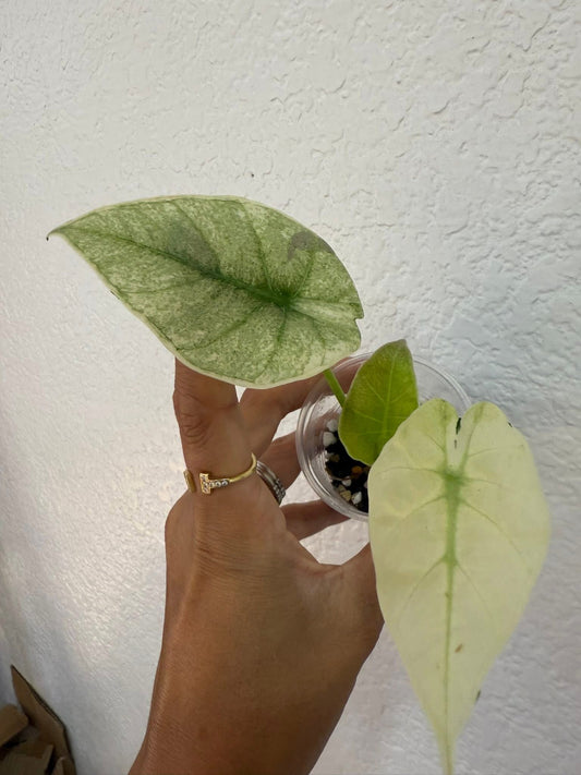 Alocasia Regal Shield Mint