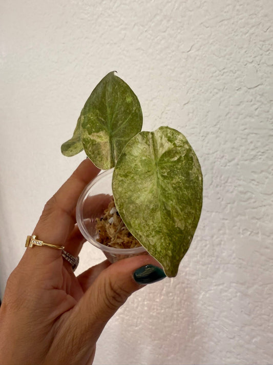 Alocasia Wentii Pink Marble
