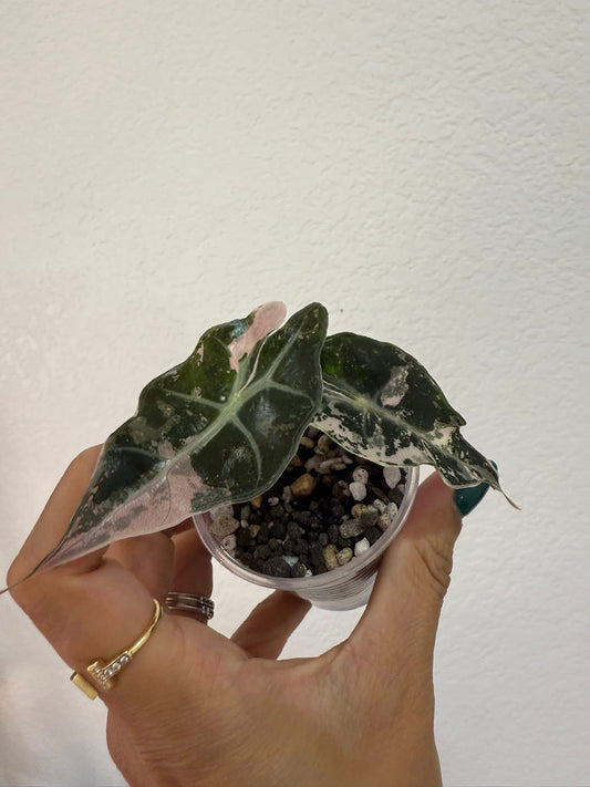 Alocasia Pink Amazonica Thai