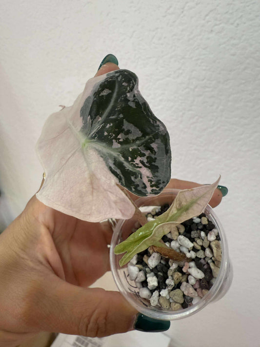 Alocasia tri color Amazonica Thai