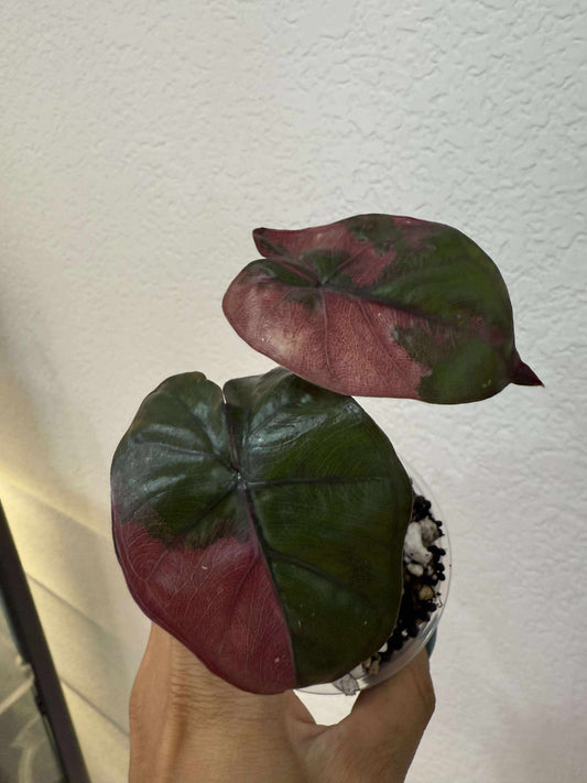 Alocasia plumbae.