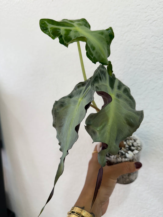 Alocasia venom mom