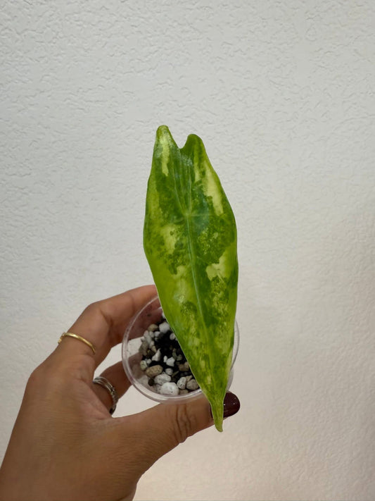 Alocasia longiloba lemon lime