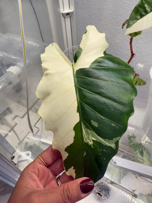 Alocasia potora albo mom
