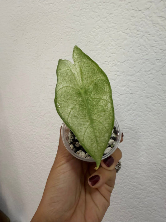 Alocasia pink dragon albo