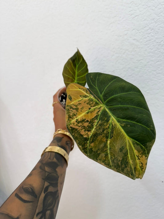 Alocasia regal shield aurea