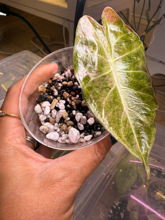 Alocasia pink satun stardust