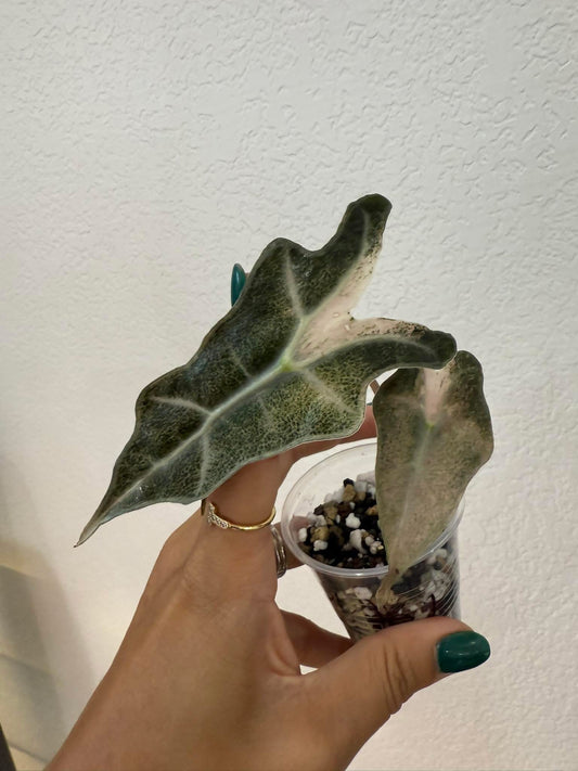 Alocasia sanderiana nobilis “frozen ghost”