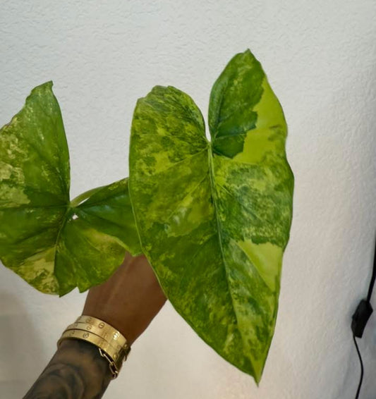 Alocasia Epilithica Aurea